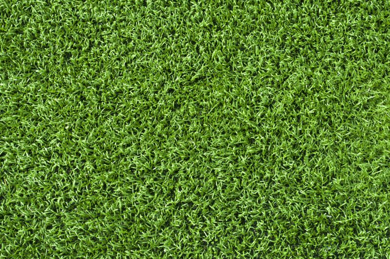 Healthy Grass Close-up