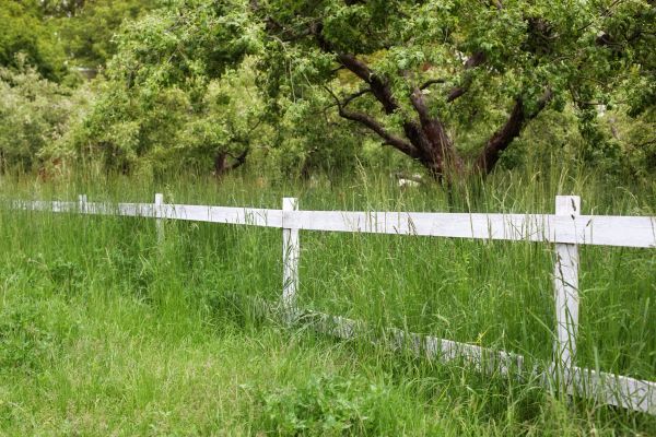 Fence Line Trimming in Eugene