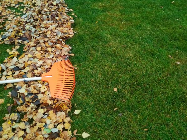 Fall Lawn Care in Eugene